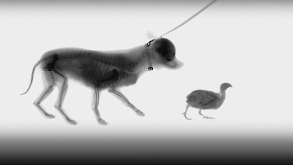 X-ray animals