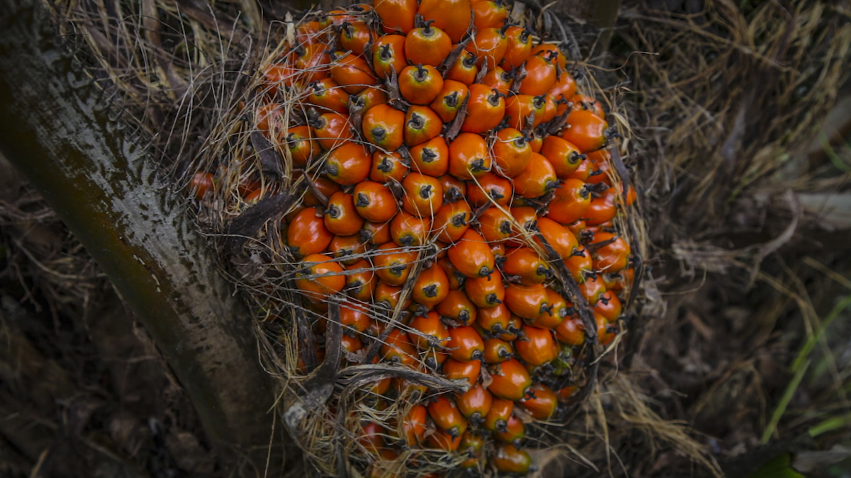 Palm oil 