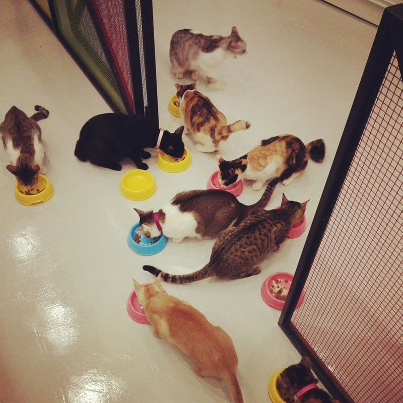 The Cat Cafe