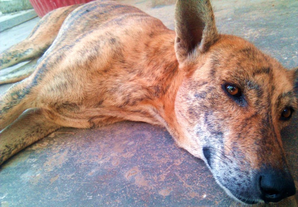 Stray dogs are a common sight throughout the city streets of Yangon.