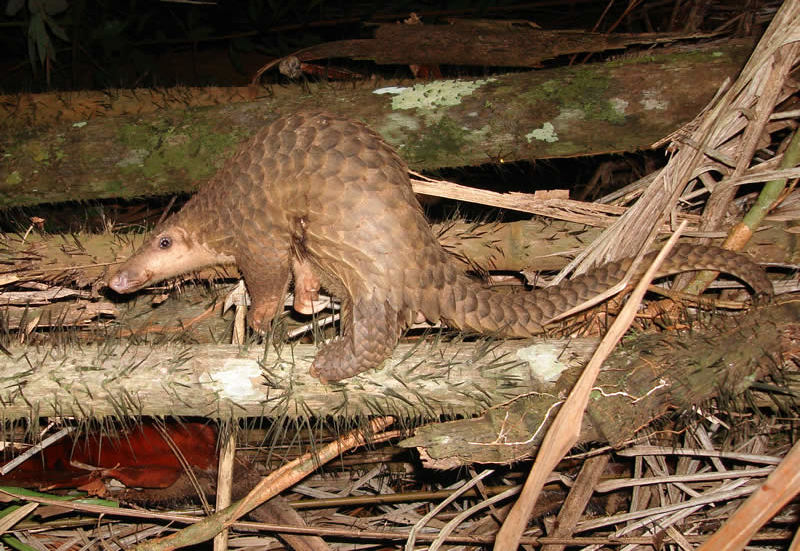 A Sunda pangolin in Borneo. The same species is also native to Myanmar. Photo: Piekfrosch