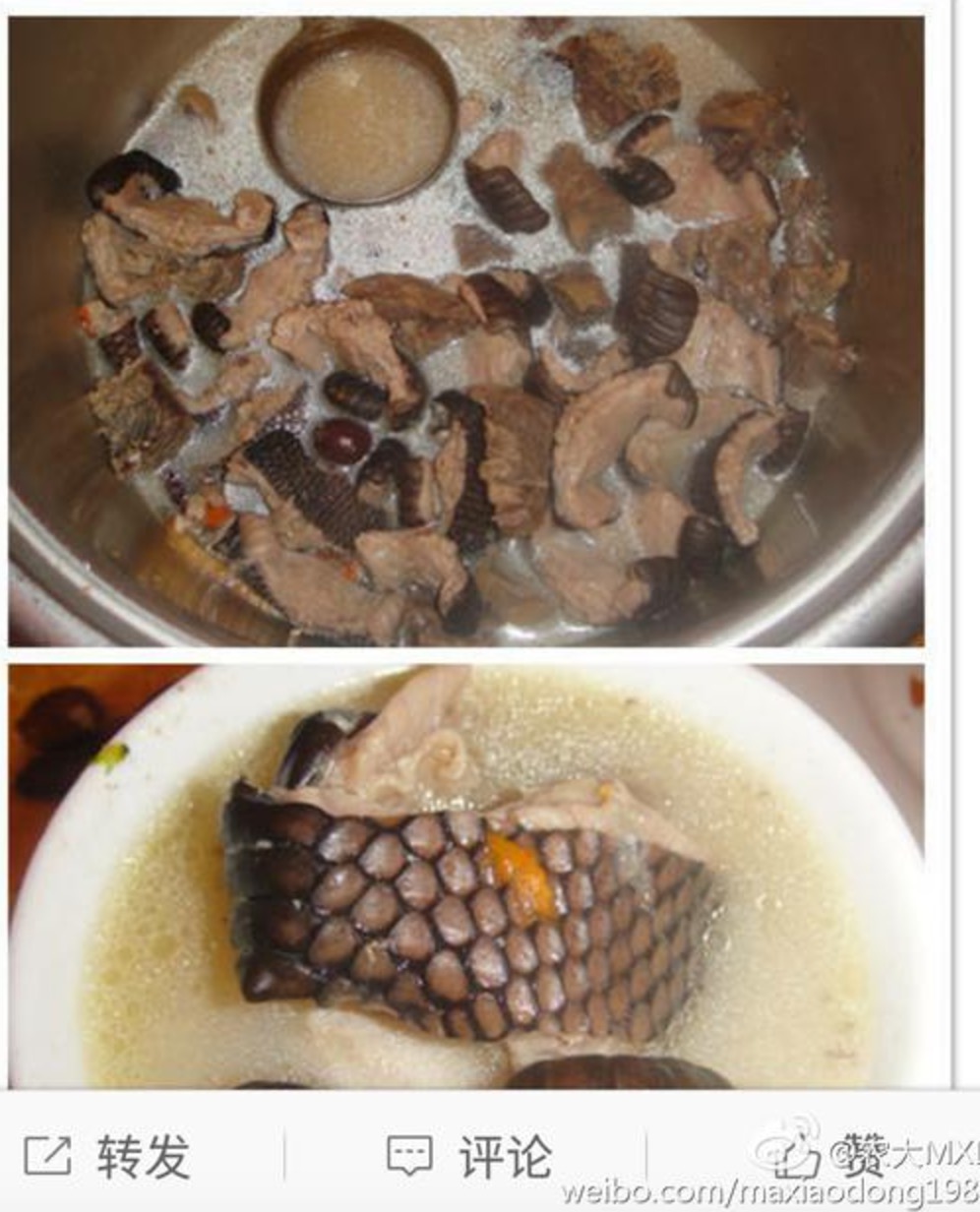 Shenzhen ‘Pangolin Princess’ arrested for diet of scaly anteater | Coconuts