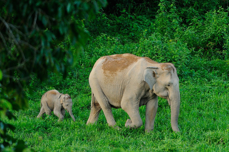 Asian elephant and her calf in Kui Buri National Park, Thailand. Photo: Tontan Travel/Flickr