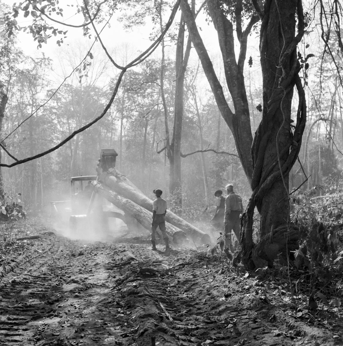 Teak logging in Myanmar. Photo: UN Photo