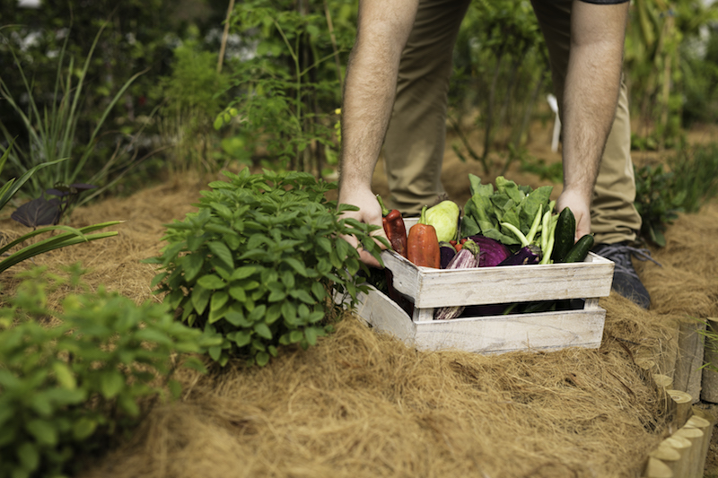 summerhouse edible garden