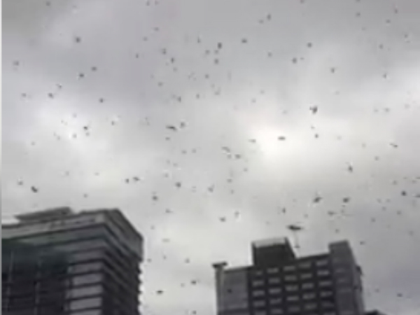 Bees attack the Ortigas area. PHOTO: screen grab from Facebook/ Gabz Laurel