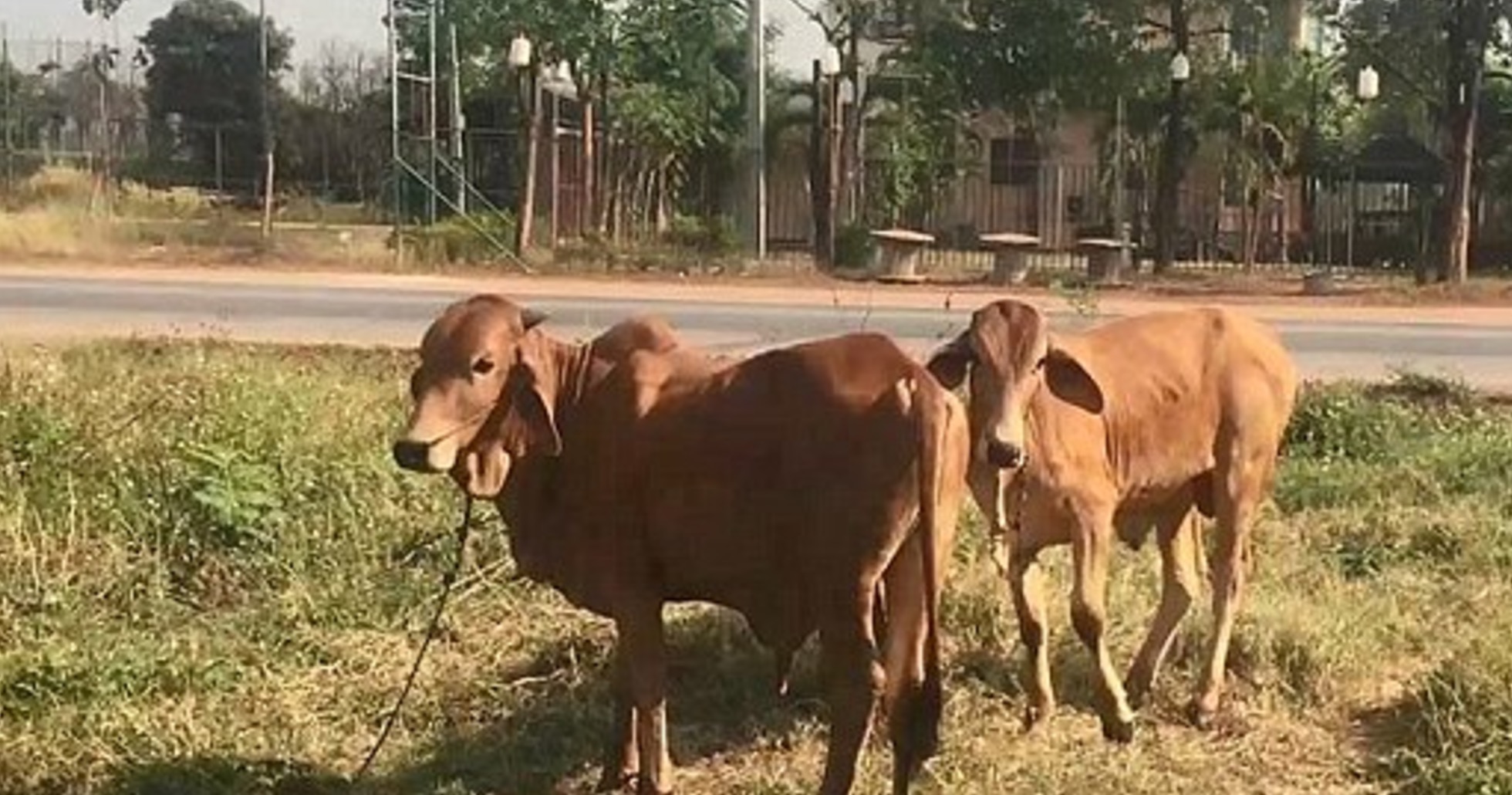 Beast Mode: Thai man arrested for having sex with cow | Coconuts