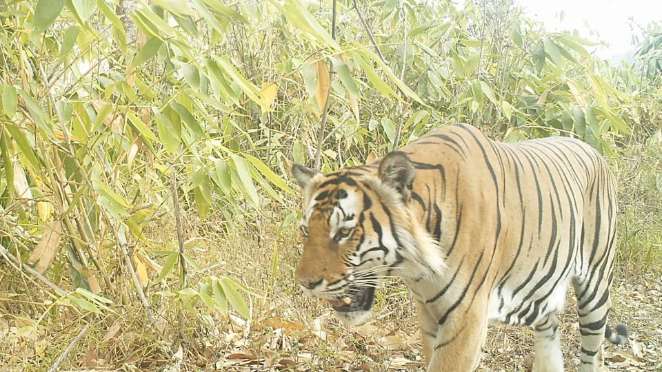 Camera trap photo of a tiger in northern Kayin State. Photo: KWCI