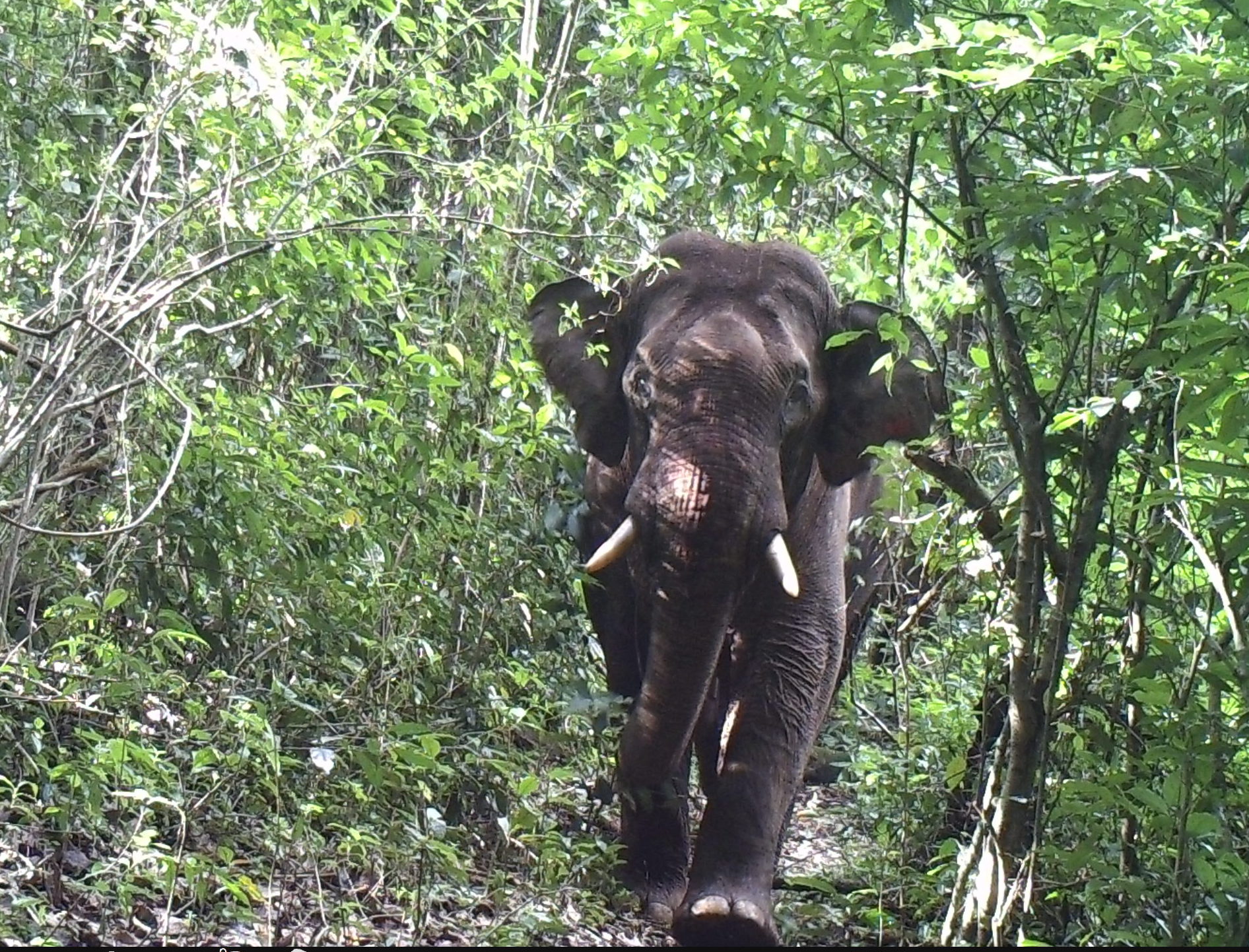 kayin elephant