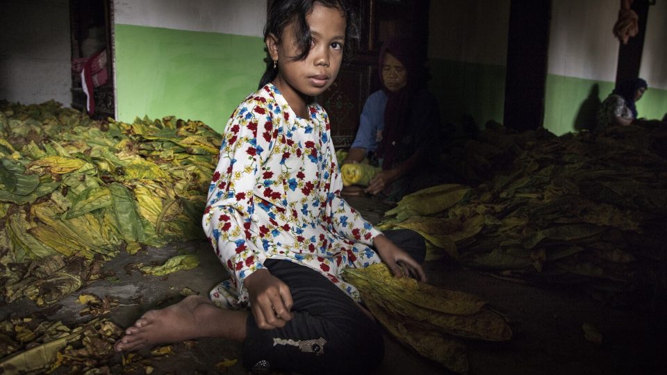 An 8-year-old girl sorts and bundles tobacco leaves by hand near Sampang, East Java. Photo: Human Rights Watch / Marcus Bleasdale