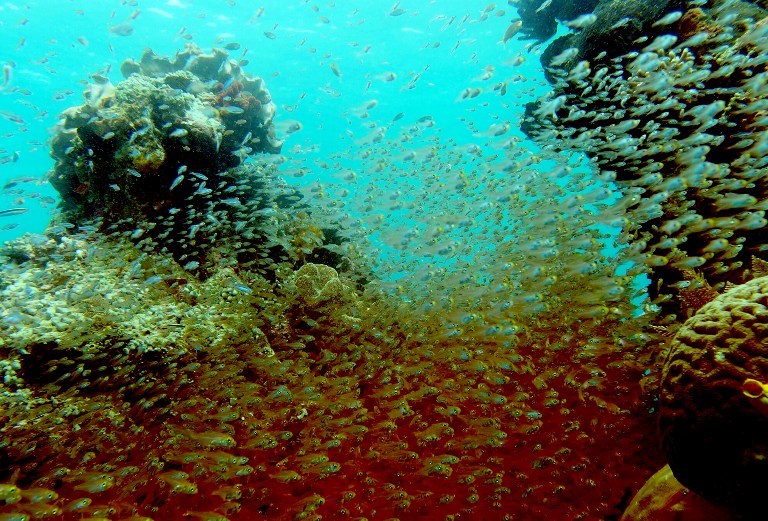 This photo taken on March 4, 2017 shows fish swimming amongst coral reef after a British-owned cruise ship smashed into pristine coral reefs causing extensive damage in Raja Ampat, a remote corner of Indonesia known as one of the world’s most biodiverse marine habitats. Photo: Ruben Sauyai/AFP