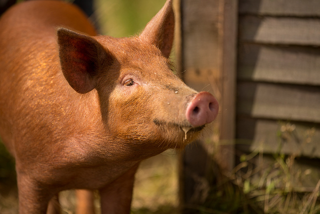 This piggy went to market. Illustration. Photo: Flickr