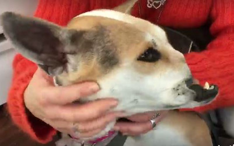 Screenshot of Teresa from 6ABC video.