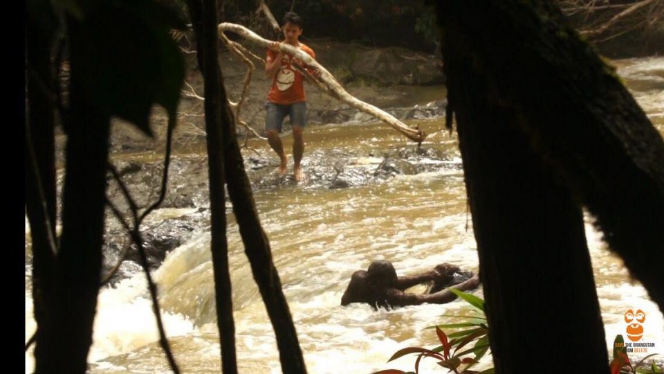 A surveyor from the Centre for Orangutan Protection grabbing a branch to help save a struggling orangutan. Photo: Centre for Orangutan Protection / Facebook