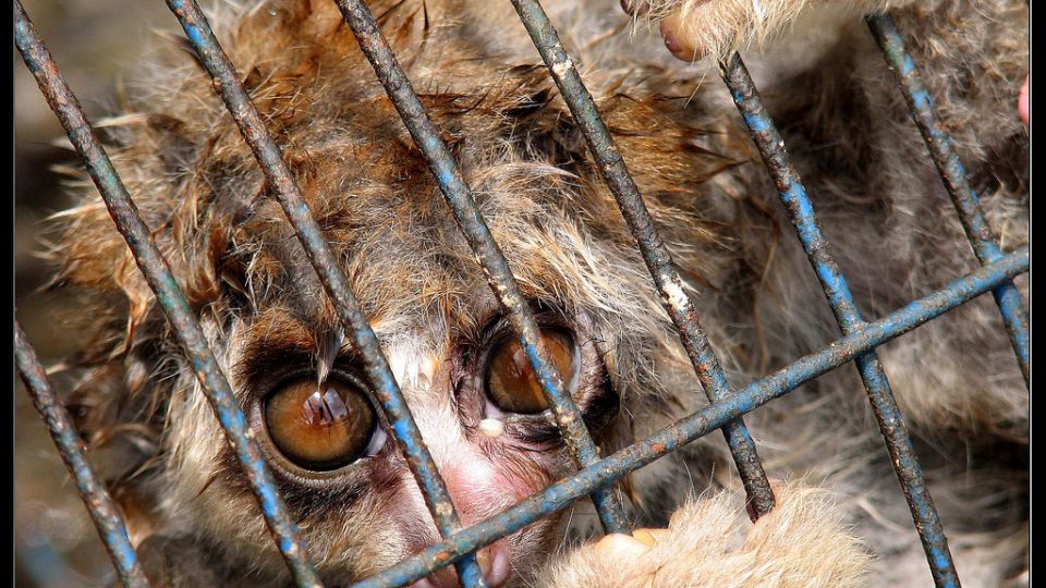 Photo of a slow loris for sale at a market in Sumatra for illustration purposes only. Photo: Michael Whitehead/Flickr