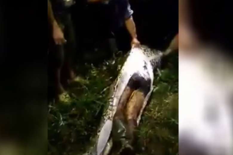 The body of Akbar, a 25-year-old farmer in West Sulawesi, was found inside the body of a 7-meter python on Monday night. Photo: Youtube