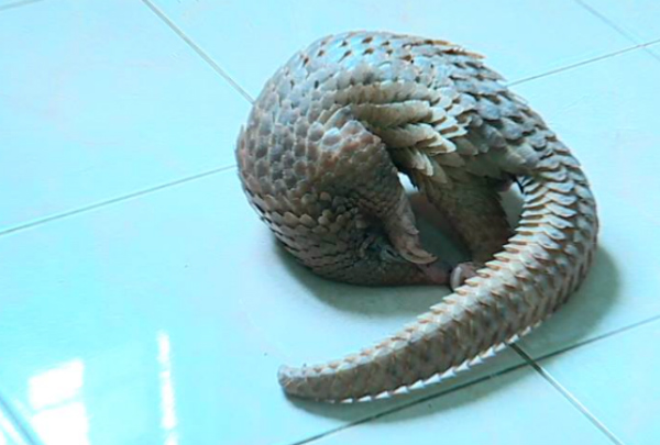 Estrelieta Longakit, a marine biology student, has turned over the pangolin to the Palawan Wildlife Rescue and Conservation Center. PHOTO: ABS-CBN News
