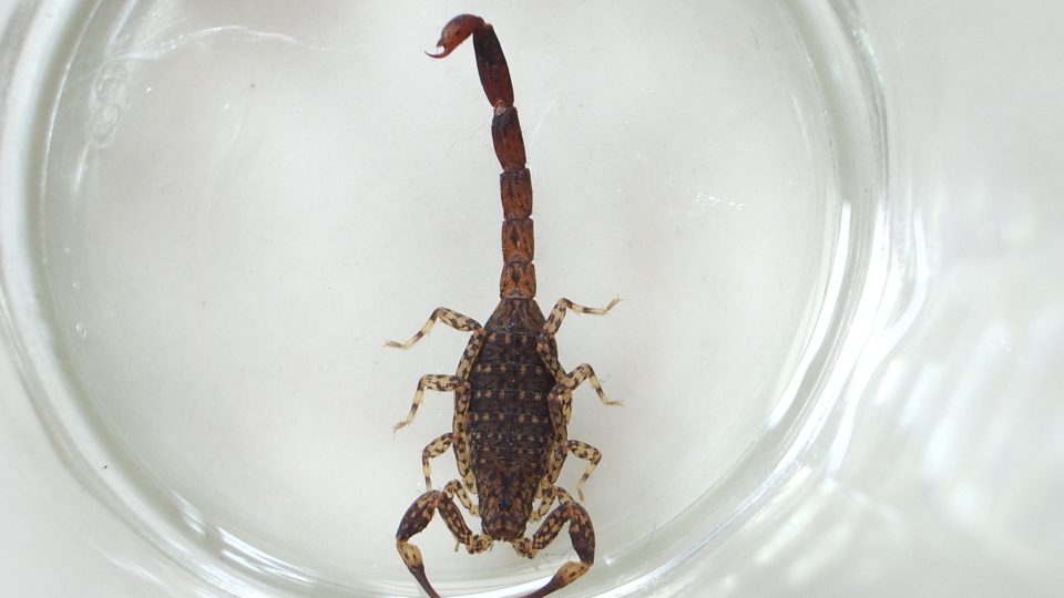 Illustration. Photo: Wikimedia Commons