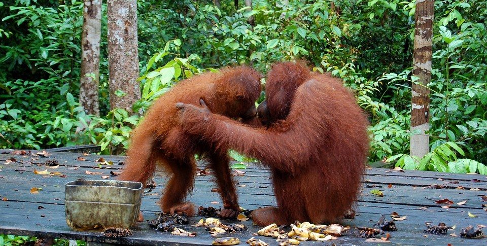 CIFOR Photo/Terry Sunderland 