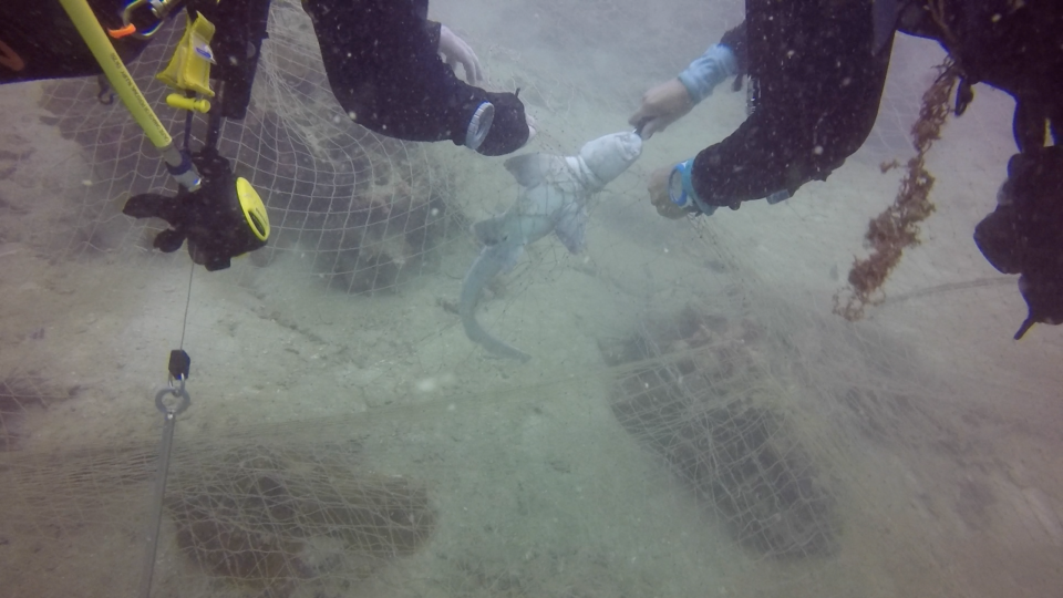 A young bamboo shark killed by a ghost net near Kawthaung, seen April 10, 2016. Photo: Thanda Ko Gyi