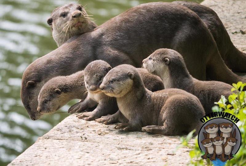 Photo: OtterWatch / Facebook