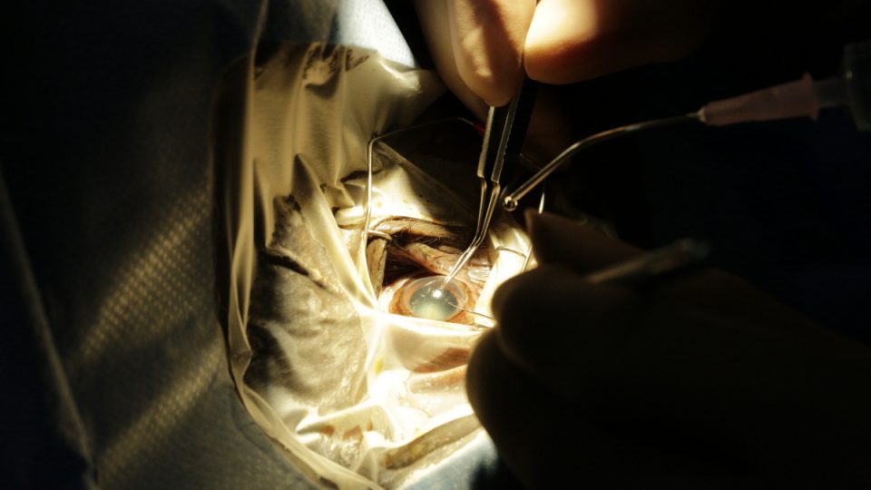 Photo: Wildlife Reserves Singapore