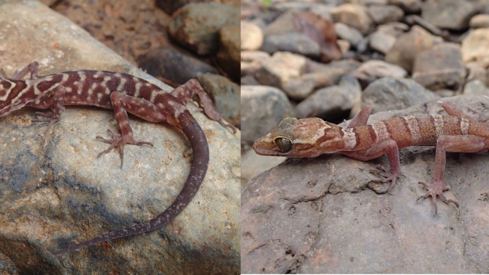 Meet Cyrtodactylus payarhtanensis (L), and Cyrtodactylus lenya (R). Photos: Daniel G. Mulcahy