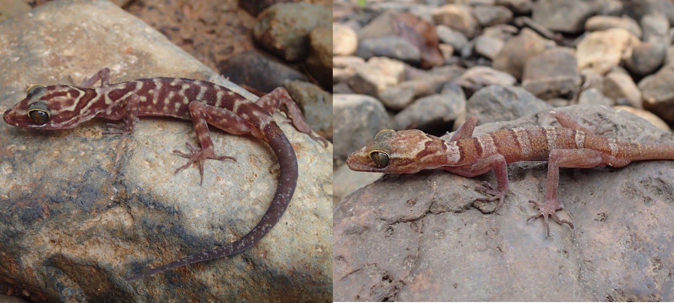 Meet Cyrtodactylus payarhtanensis (L), and Cyrtodactylus lenya (R). Photos: Daniel G. Mulcahy