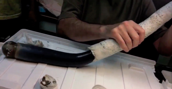 PHOTO: Dissection of Kuphus polythalamia. Screengrab from Pnas.org