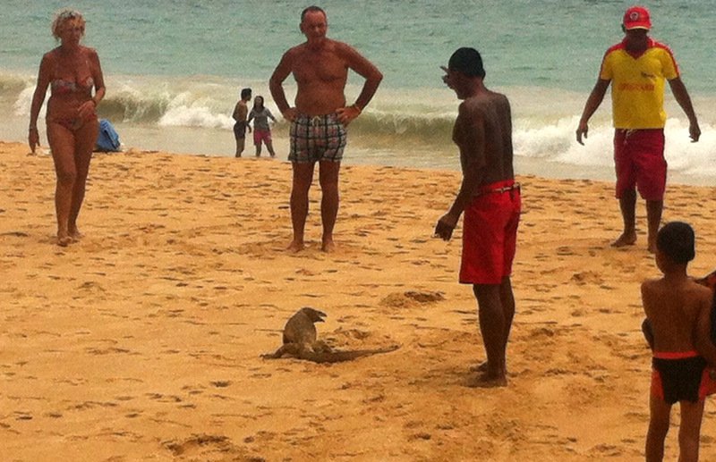 Photos: Phuket Lifeguard Service