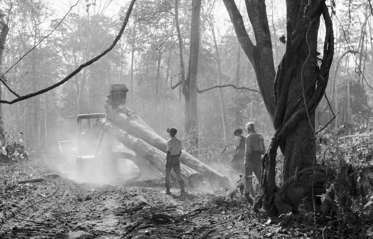 Teak logging in Myanmar. Photo: UN Photo