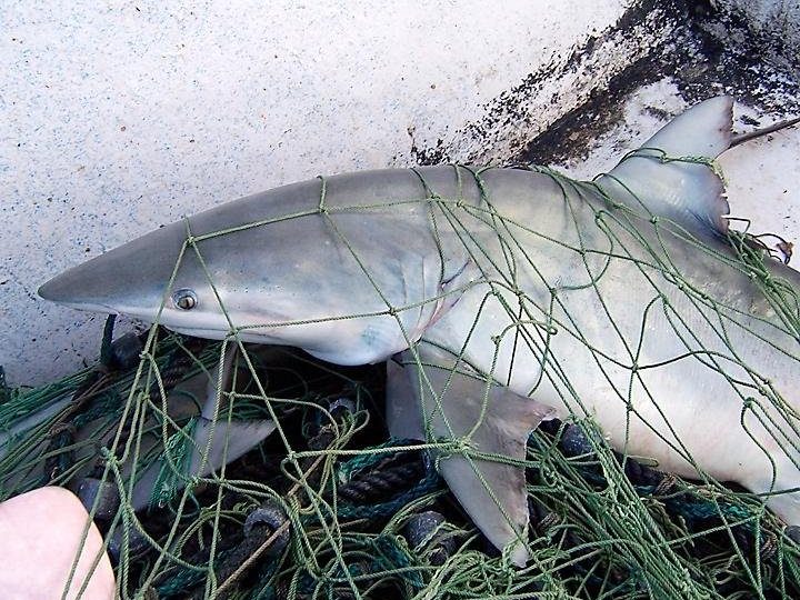 Illustration. Photo: Wikimedia Commons