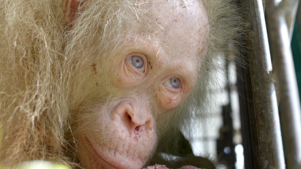 A rare 5 year-old female albino orangutan is seen after it was rescued from captivity by authorities in Kapuas Hulu district, Central Kalimantan province, Indonesia April 29, 2017 in this photo released by the wildlife conservation group Borneo Orangutan Survival Foundation (BOSF) . Picture taken April 29, 2017.   BOSF/Indrayana via REUTERS