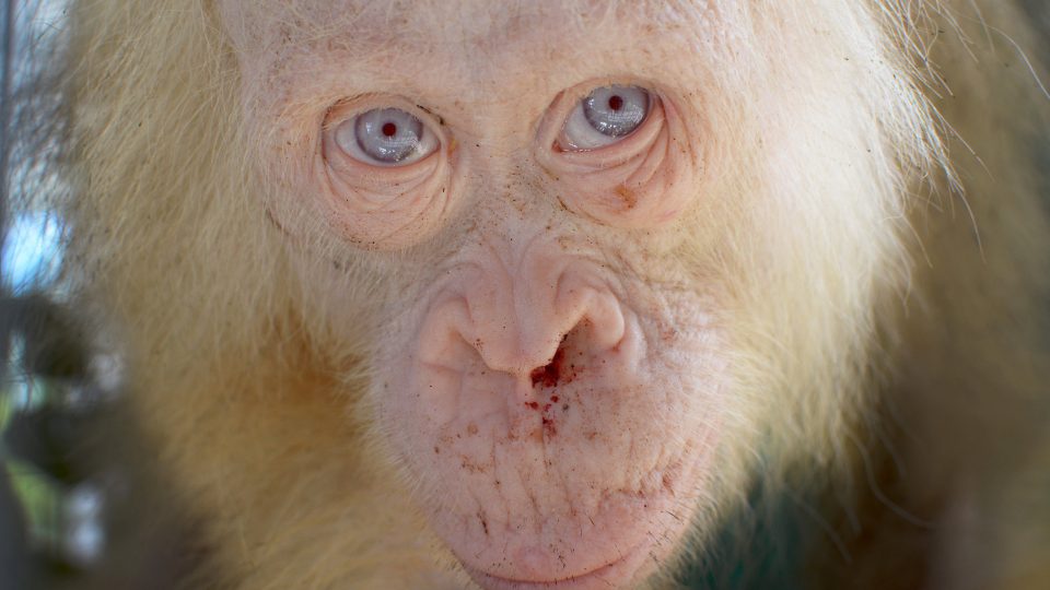 A rare 5 year-old female albino orangutan is seen after it was rescued from captivity by authorities in Kapuas Hulu district, Central Kalimantan province, Indonesia April 29, 2017 in this photo released by the wildlife conservation group Borneo Orangutan Survival Foundation (BOSF) . Picture taken April 29, 2017.   BOSF/Indrayana via REUTERS
