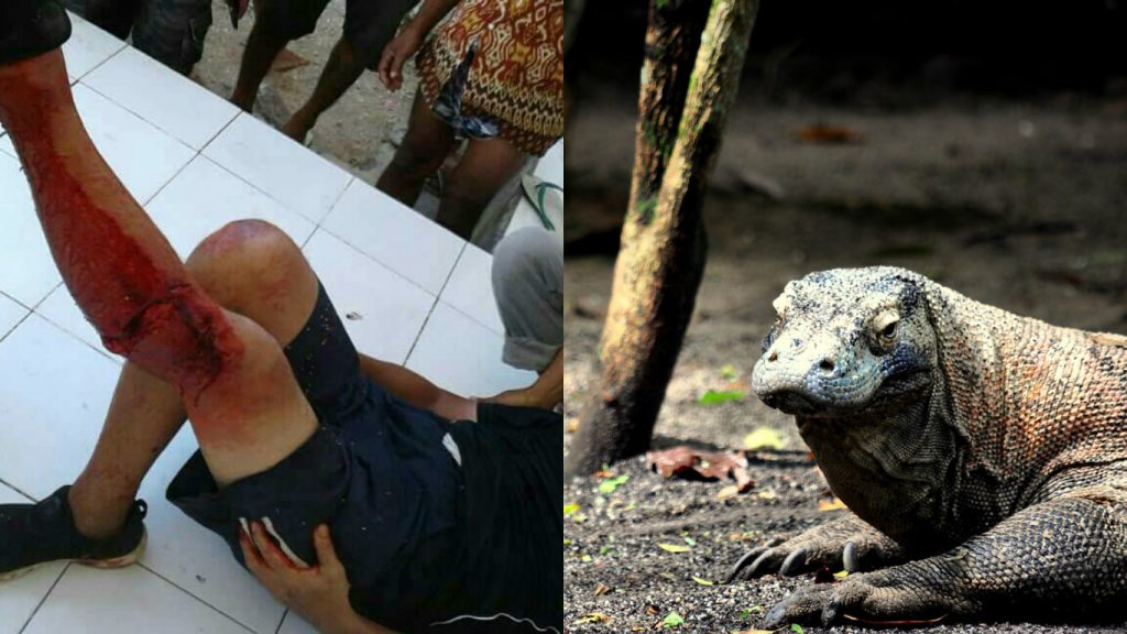 komodo dragon attack singaporean