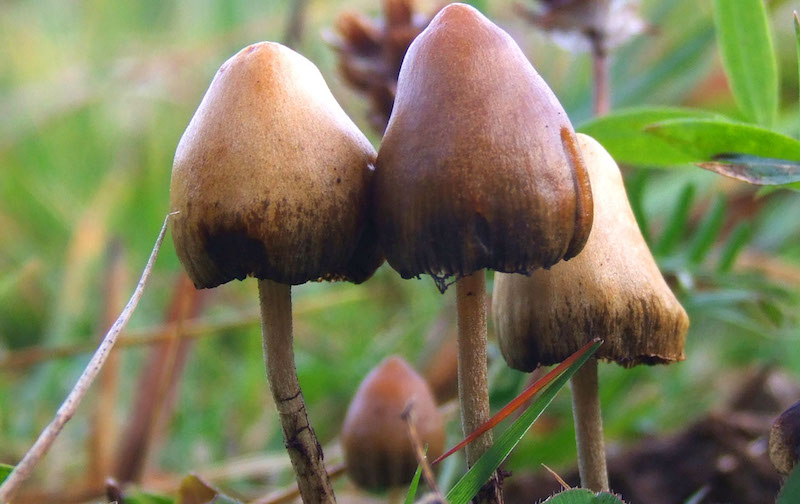 Photo: Wikimedia Commons