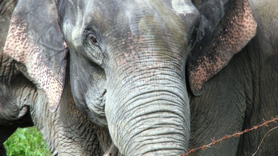 A timber elephant employed by the Myanmar Timber Enterprise in Kachin State. 
