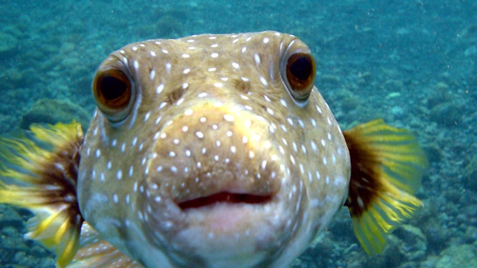 This guy is the epitome of ‘cute but deadly’. Photo: WikiCommons / Brocken Inaglory