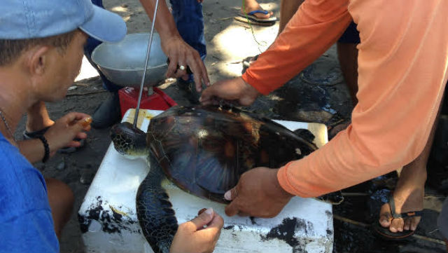 Authorities inspect a turtle allegedly speared by a Russian tourist. Philippine News Agency photo