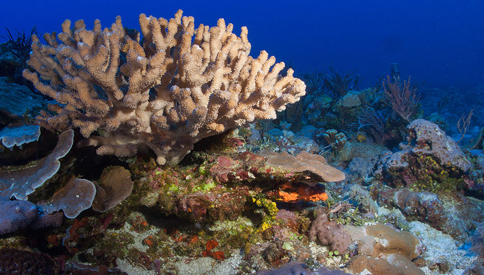 This photo was taken during a marine expedition at Benham Rise last May 26, 2016. Photo by Oceana Philippines
